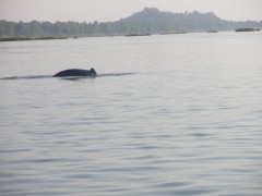 An Irrawaddy dolphin