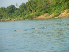 Two dolphins make a brief appearance