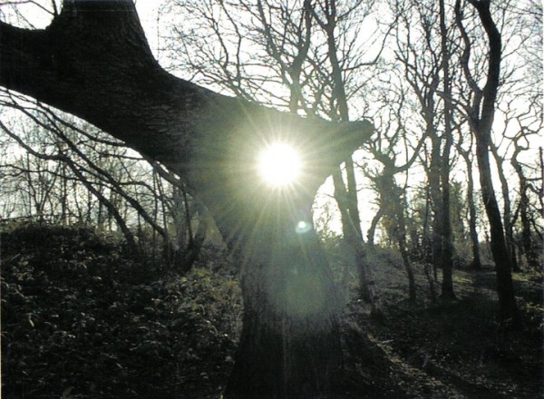 Setting sun through hole in tree bark; Causey Arch, Durham