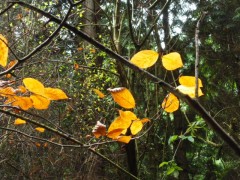 Autumn colours on our Sunday hike at Ashridge