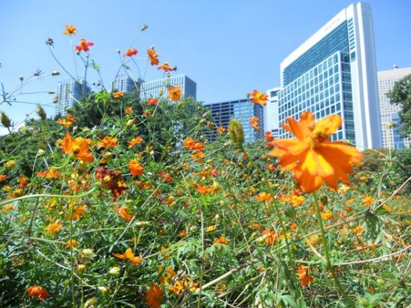 Flowers in the city - Tokyo garden
