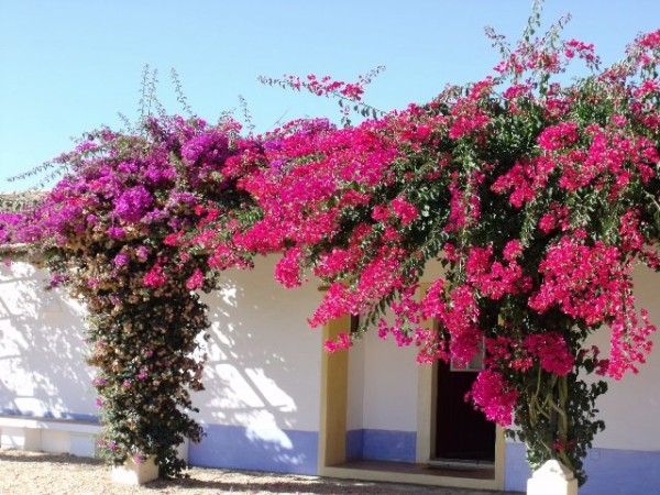 Bougainvillea on a white washed wall