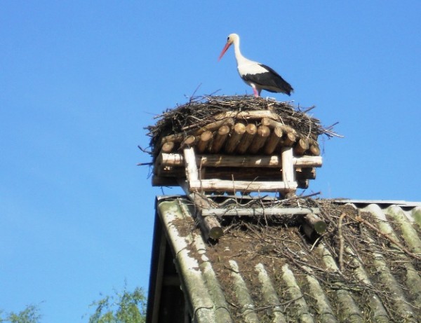 Polish Stork