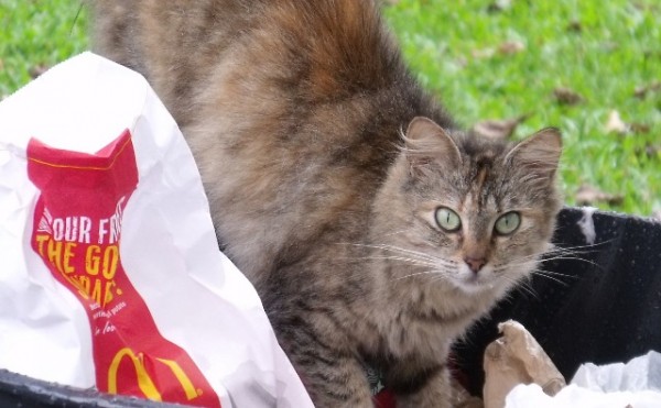8 out of 10 cats love American fast food