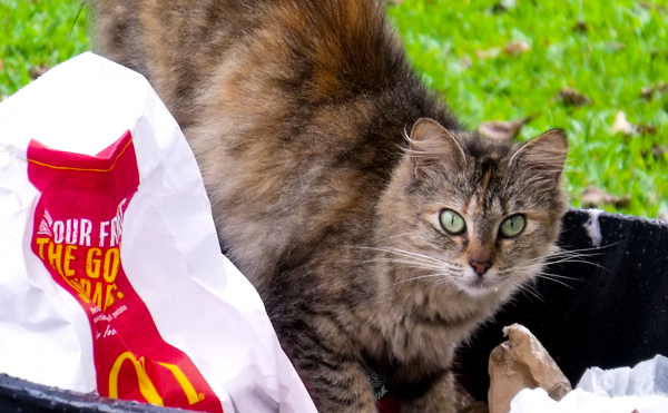 Cat McDonalds
