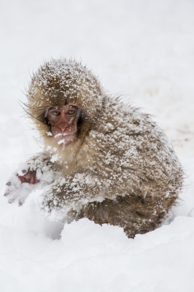 Snow monkeys Japan