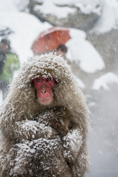 Mother and baby snow monkey