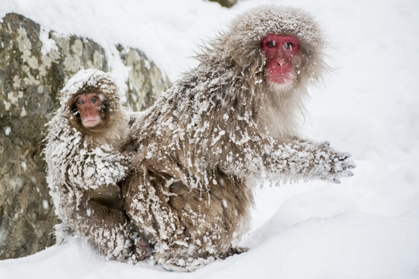 Japanese snow monkeys at Jigokudani