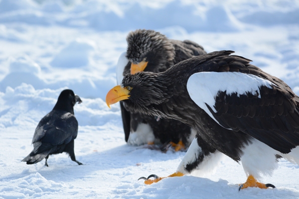 Steller's sea eagles and raven