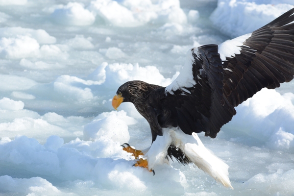 Steller's sea eagle coming in to land