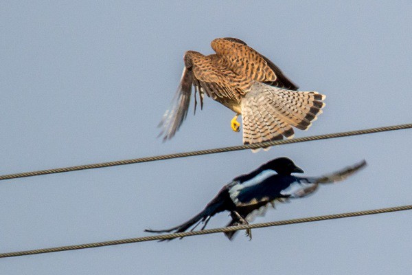 kestrel and magpie fight